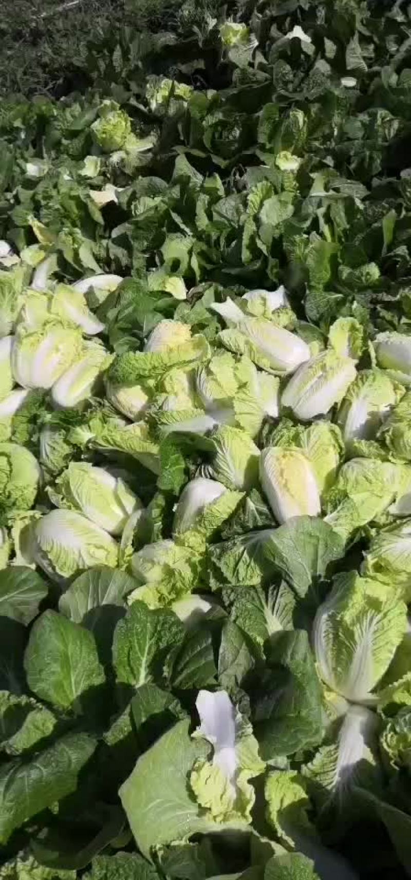 张北娃娃菜大量上市