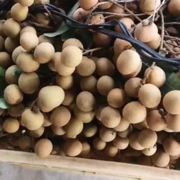 龙眼