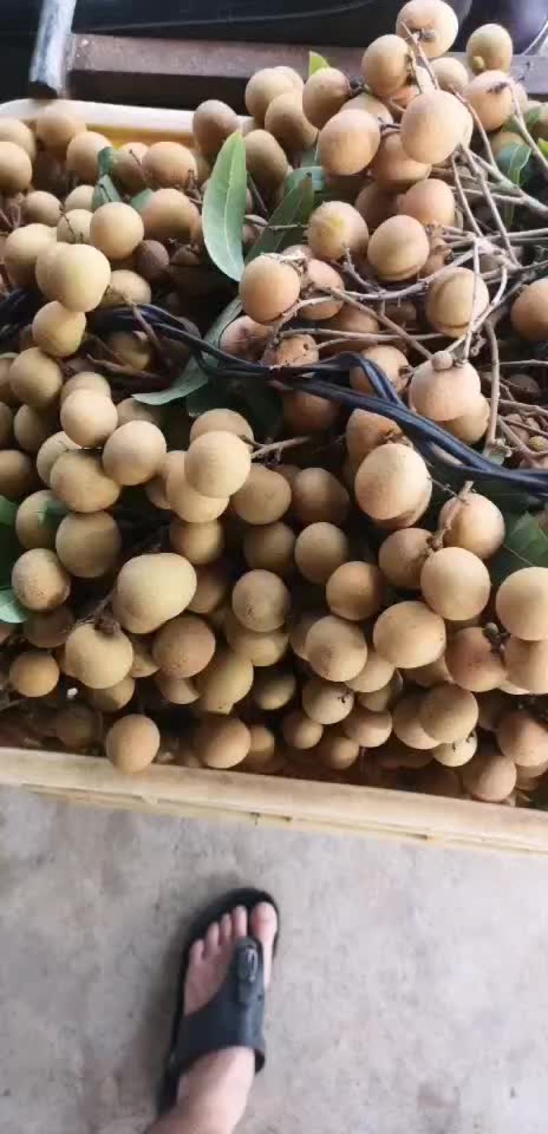 龙眼