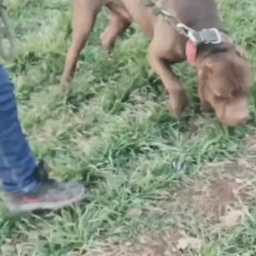 精品比特犬