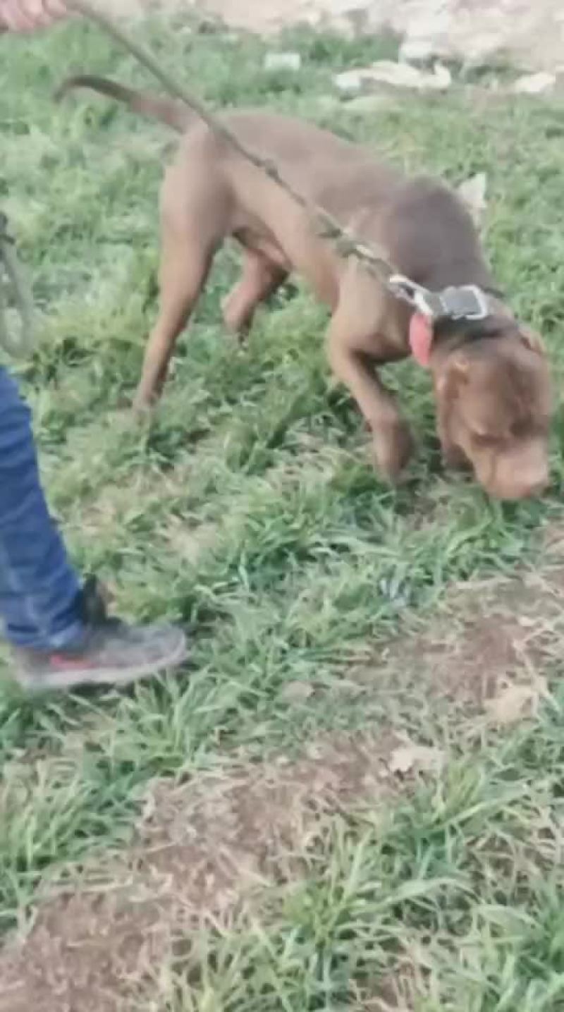 精品比特犬