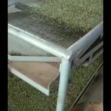 江津干花椒