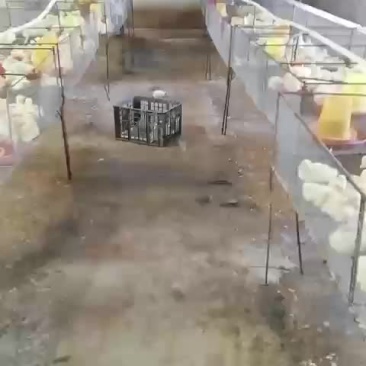 鹅苗预订