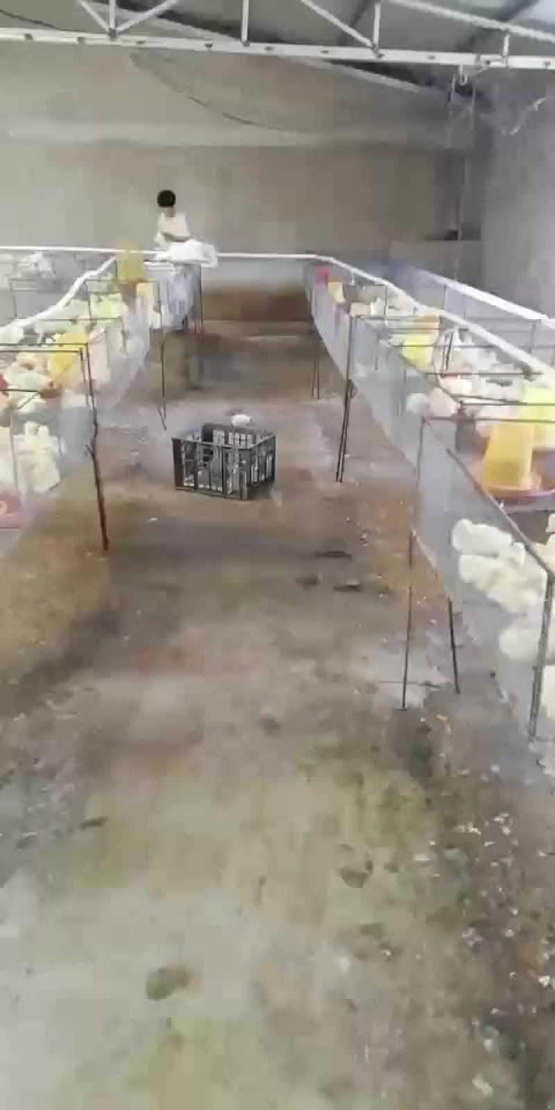 鹅苗预订