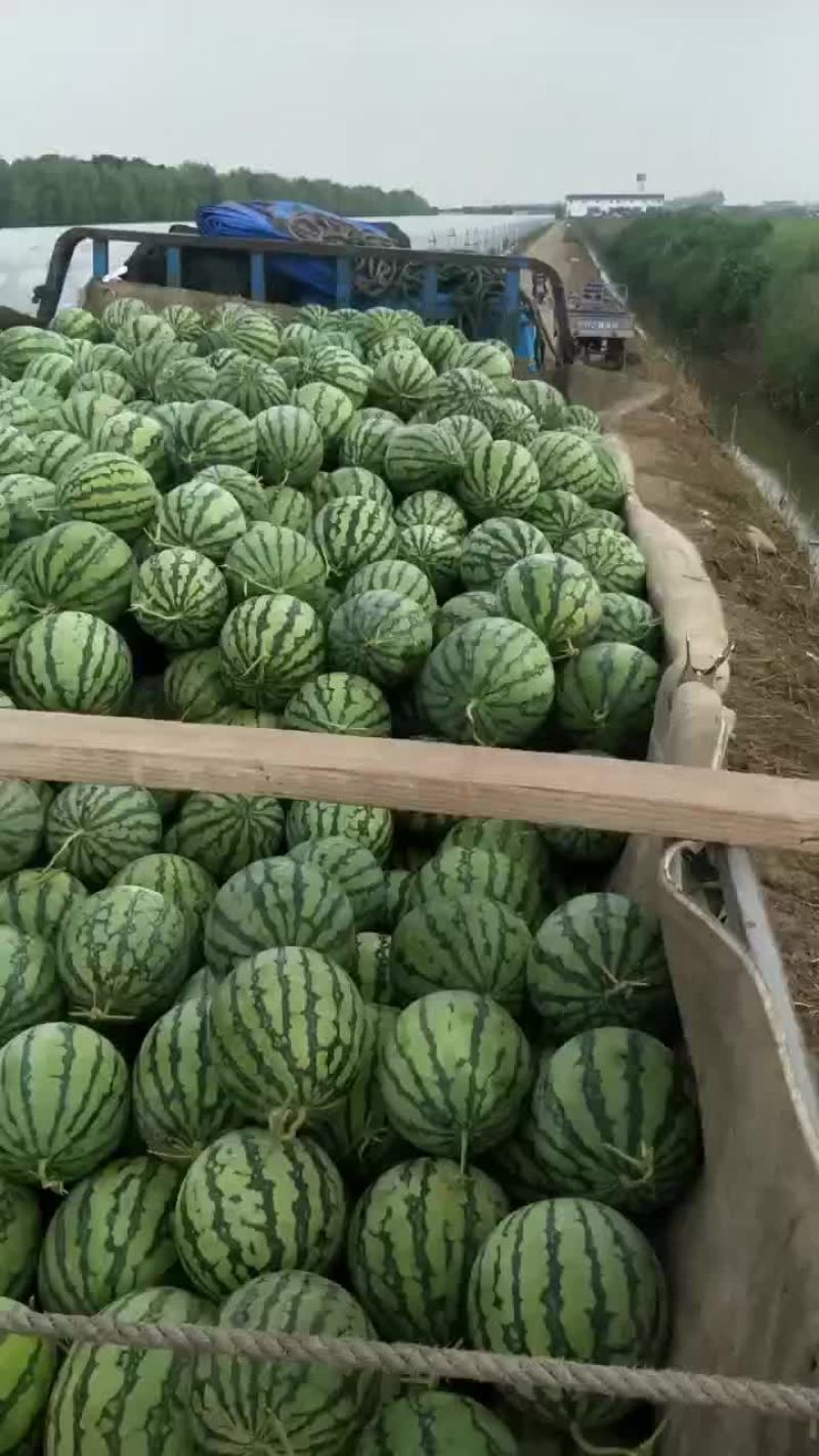 大棚西瓜二茬有籽美都西瓜质量保证可视频观看