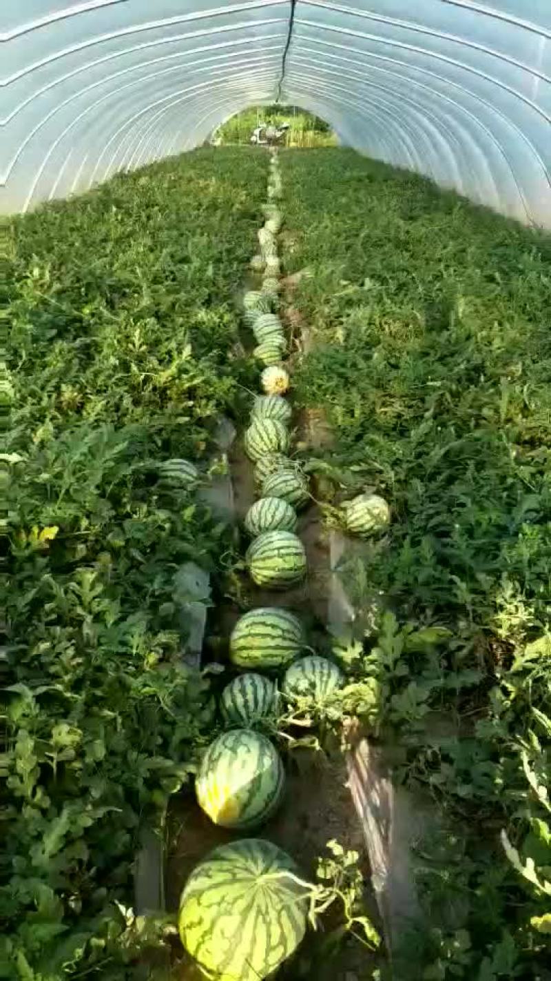 大棚西瓜二茬有籽美都西瓜质量保证可视频观看