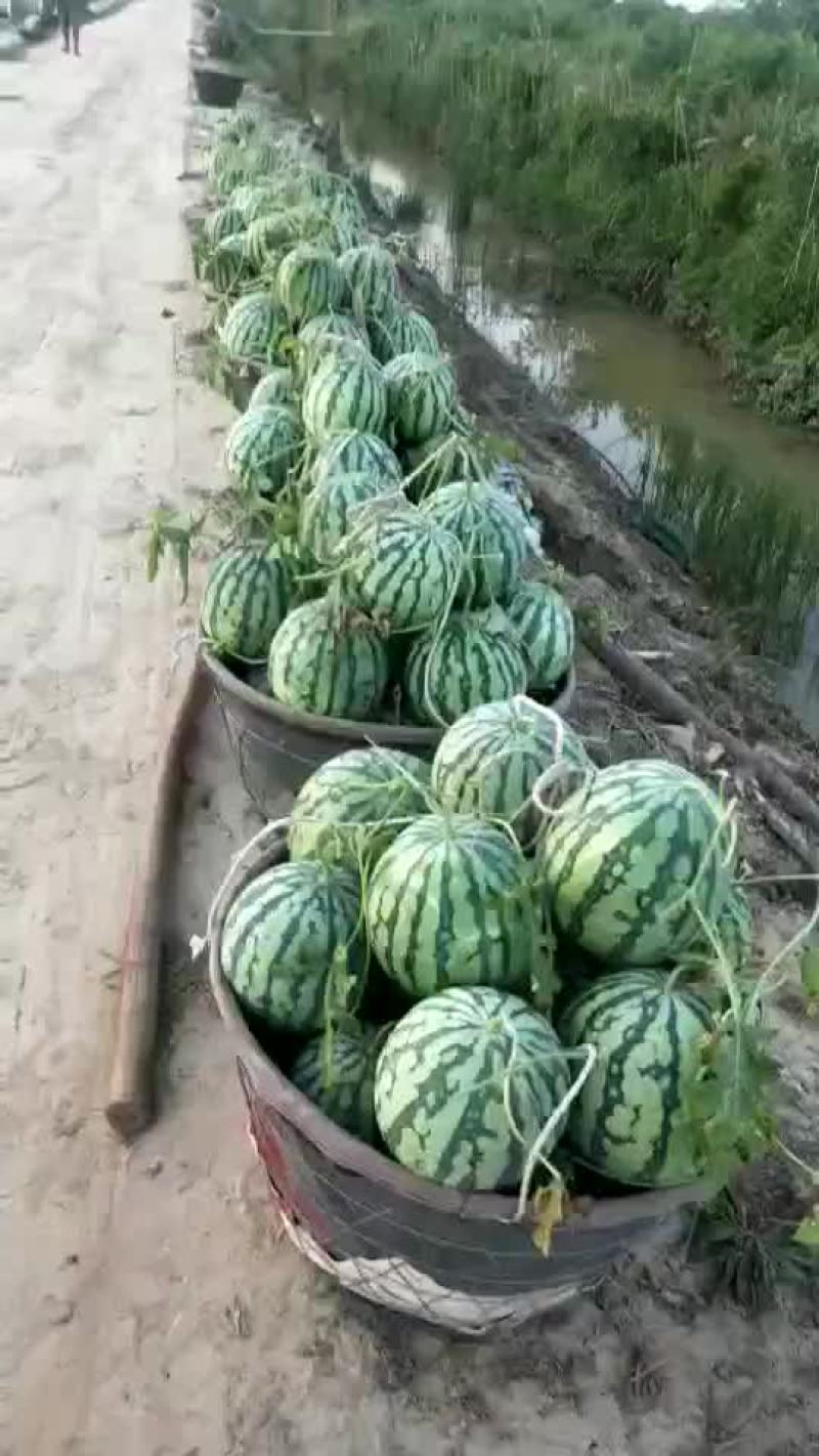 大棚西瓜二茬有籽美都西瓜质量保证可视频观看