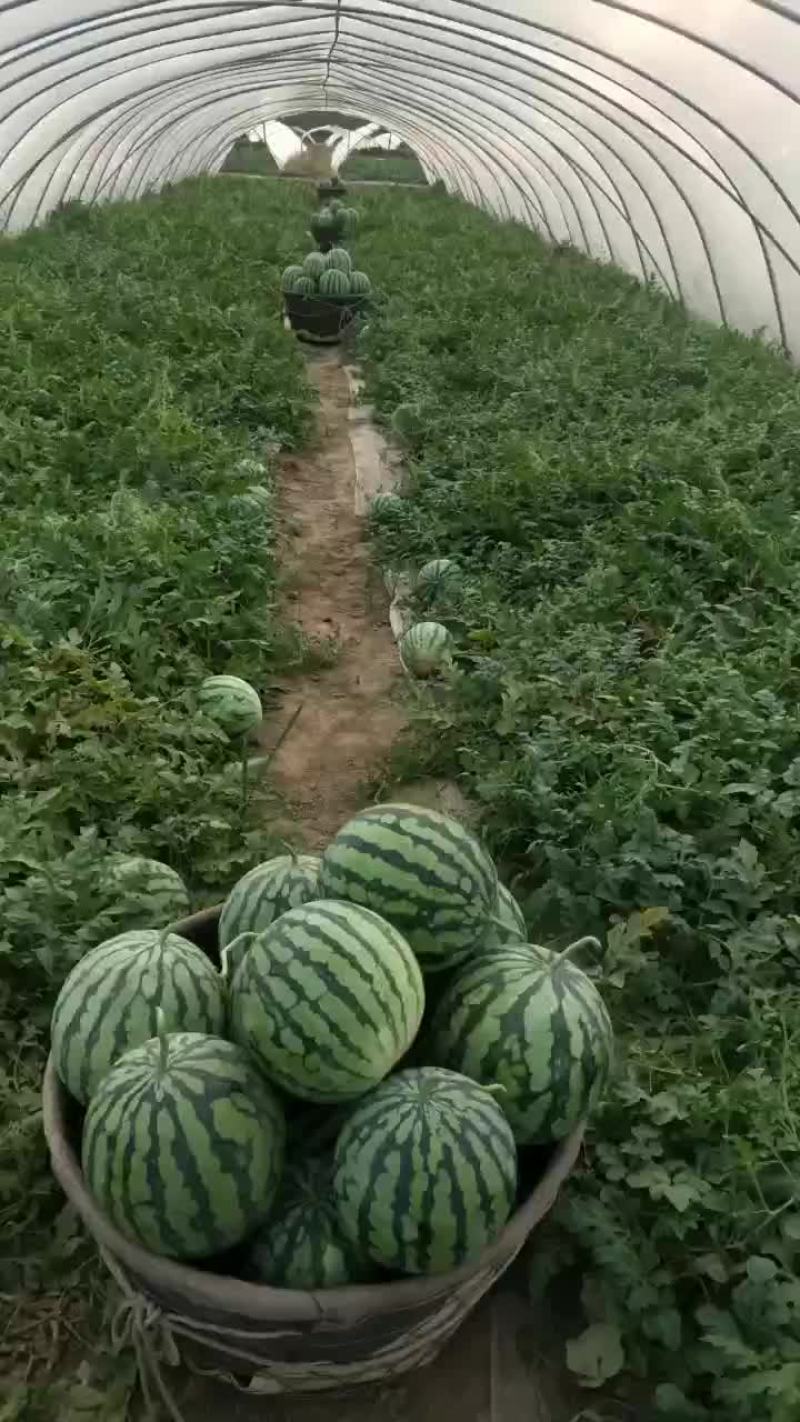 大棚西瓜二茬有籽美都西瓜质量保证可视频观看
