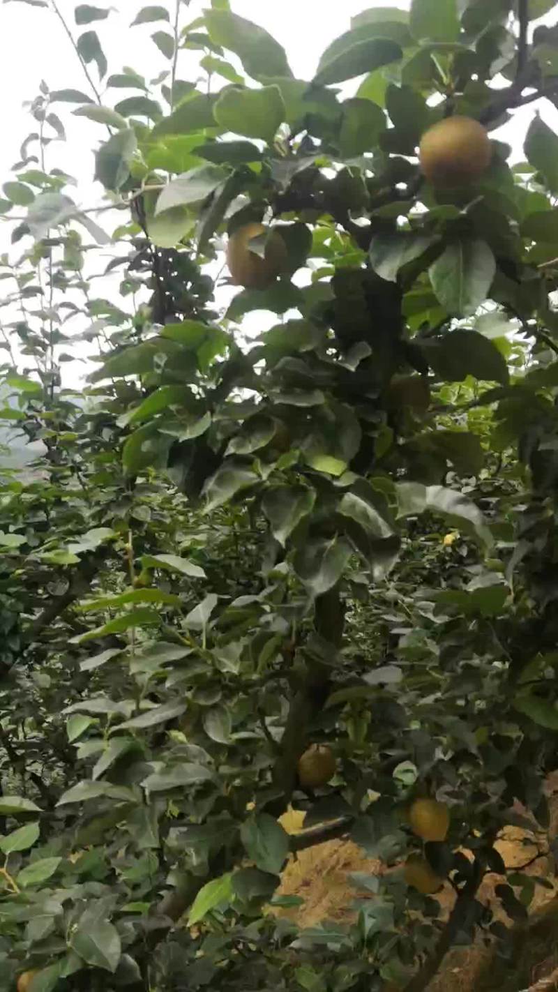 福建建宁，黄花梨熟了