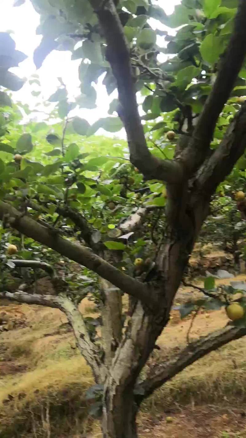 福建建宁，黄花梨熟了