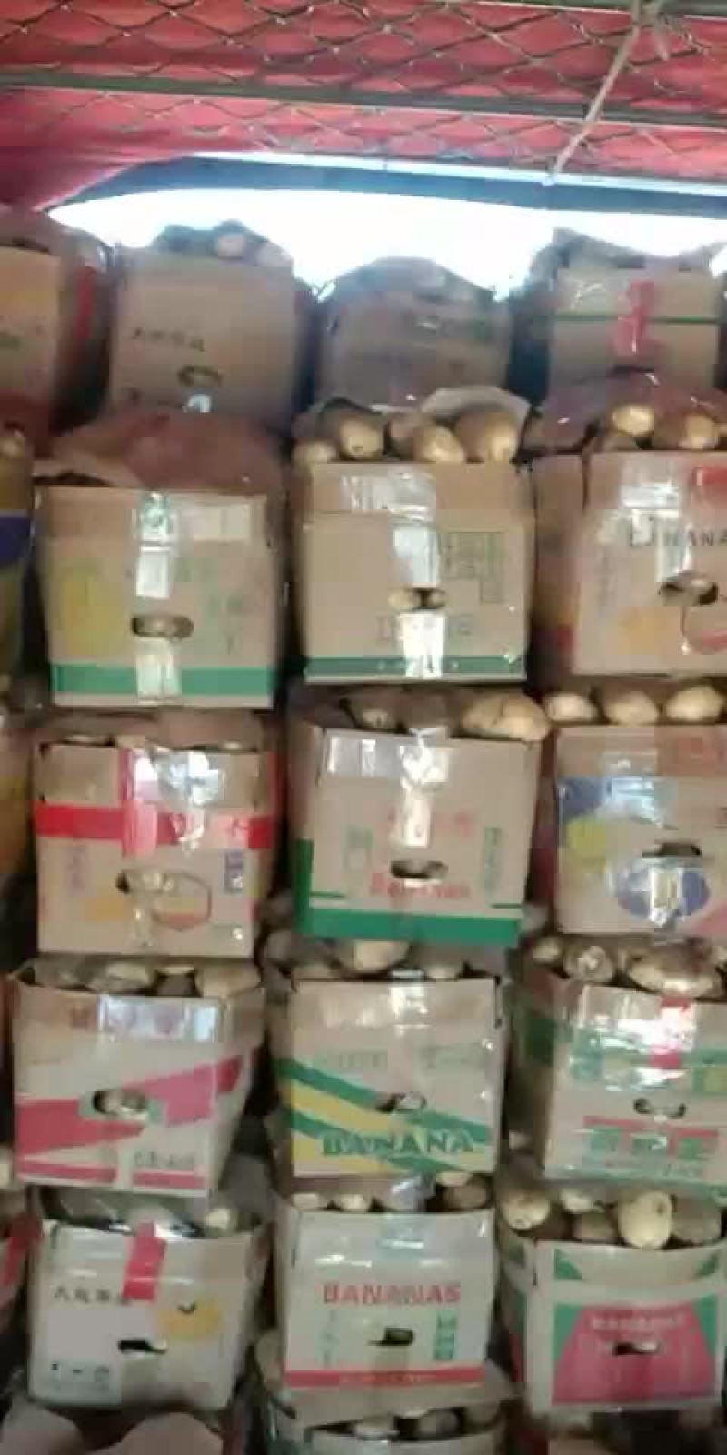 荷兰土豆无虫眼品质好
