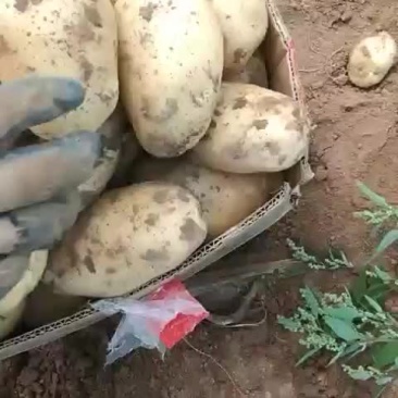 荷兰土豆无虫眼品质好