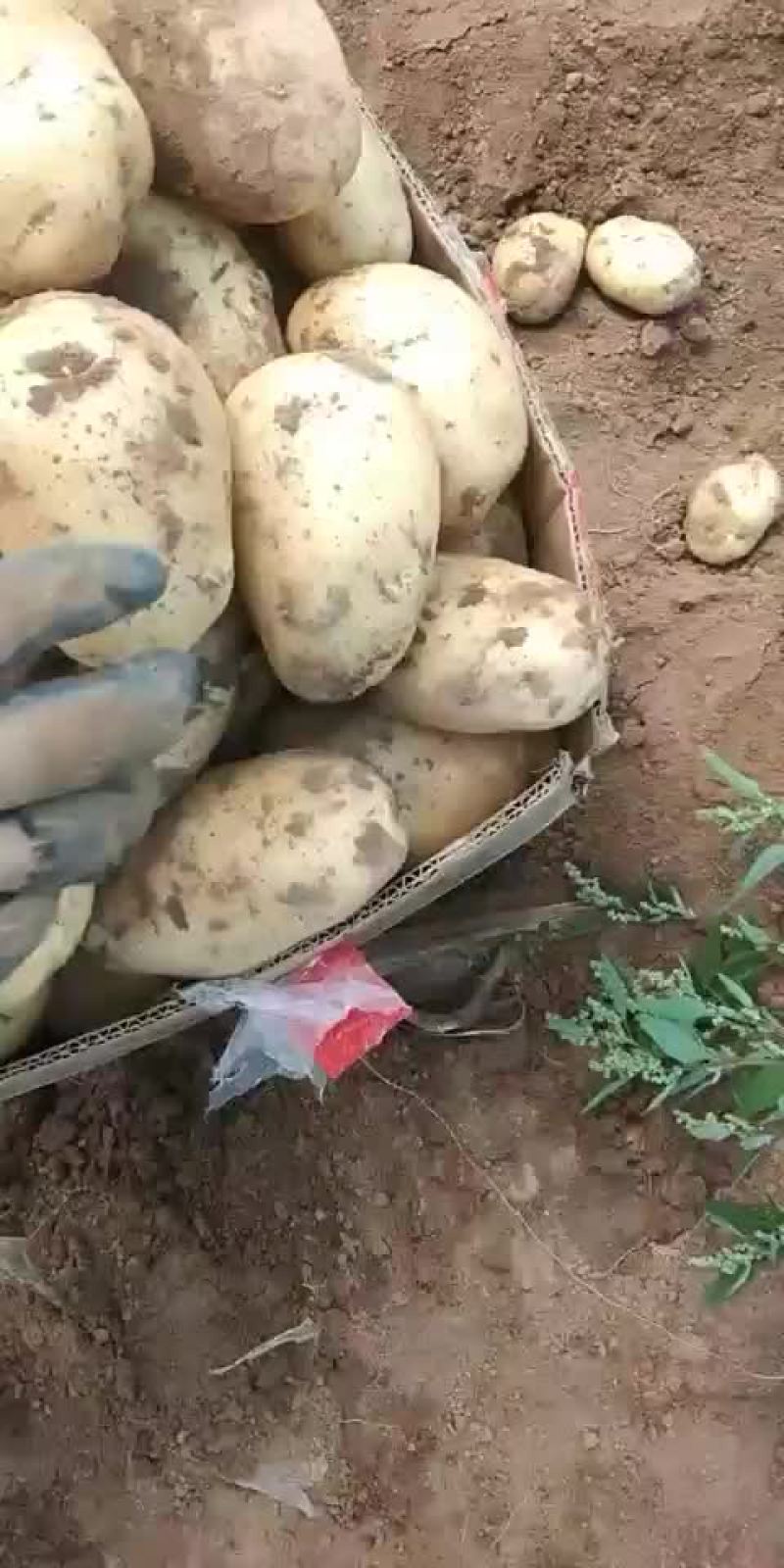 荷兰土豆无虫眼品质好