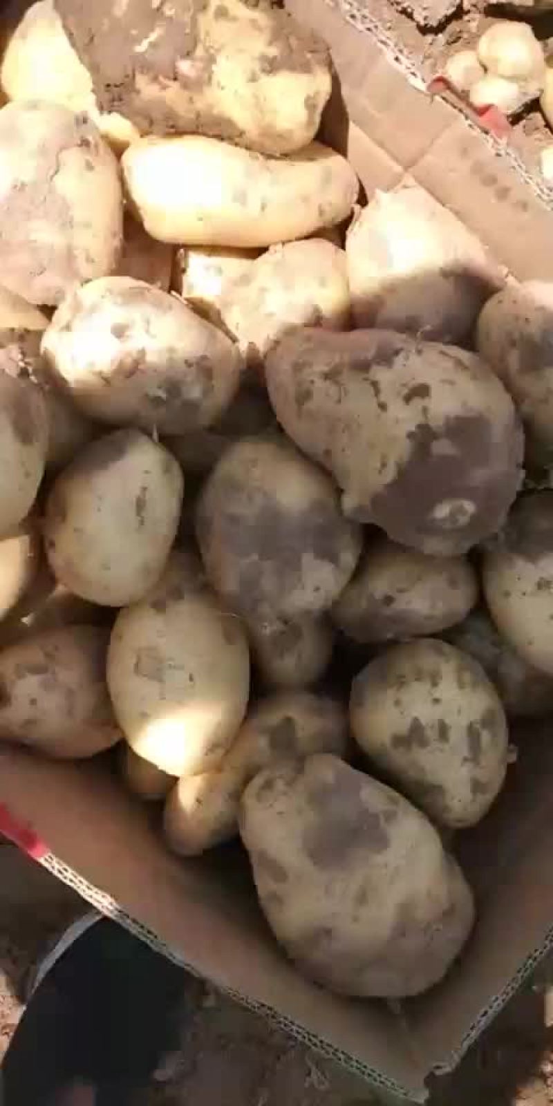 荷兰土豆无虫眼品质好