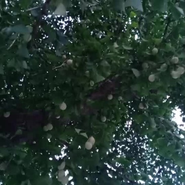白杲，白果仁，无硫新鲜银杏仁白果5斤真空包装去壳生白果仁