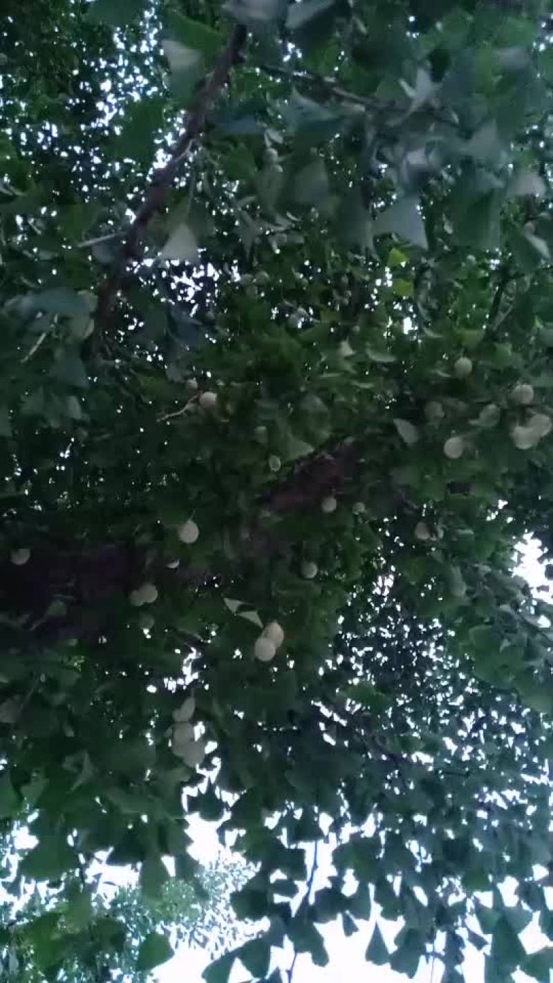 白杲，白果仁，无硫新鲜银杏仁白果5斤真空包装去壳生白果仁