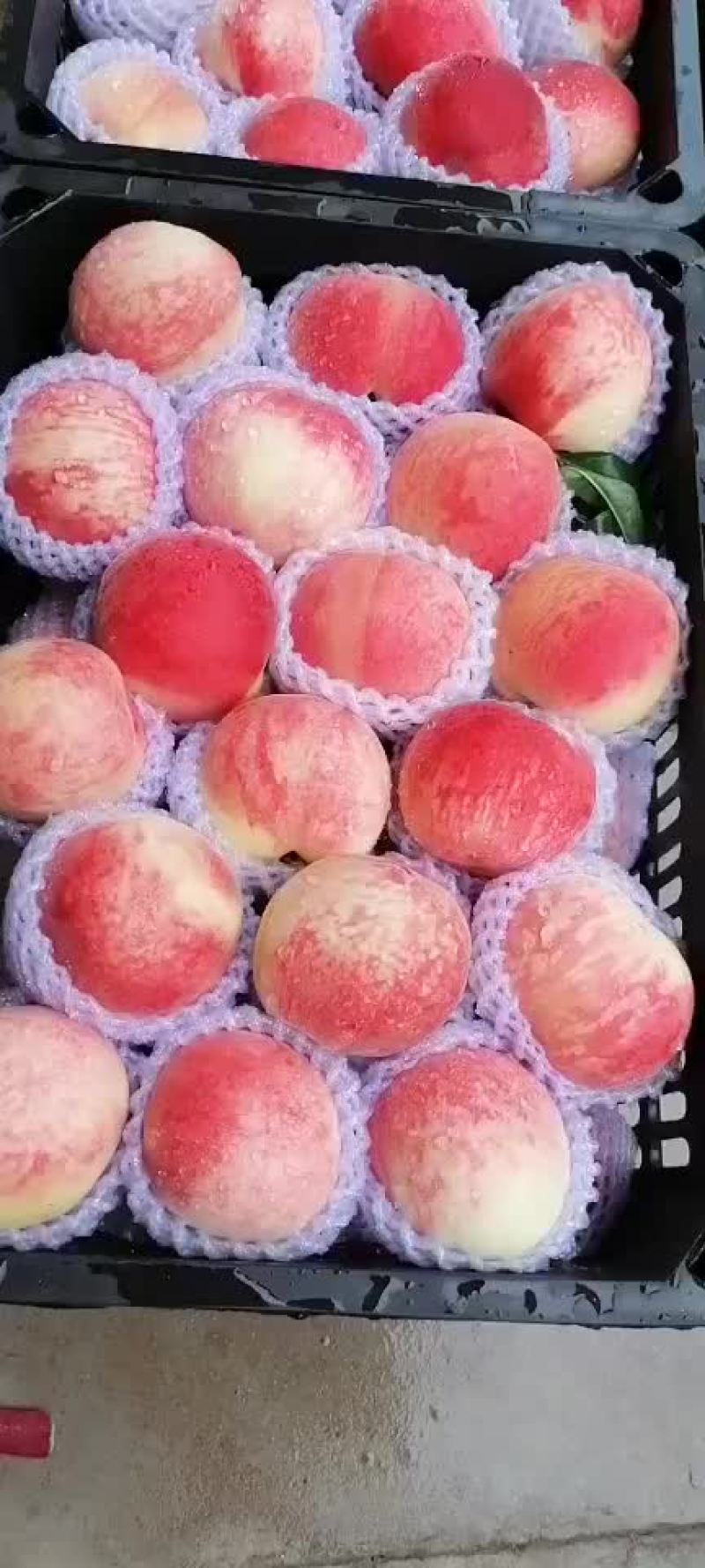水蜜桃秦安蜜桃大量上市