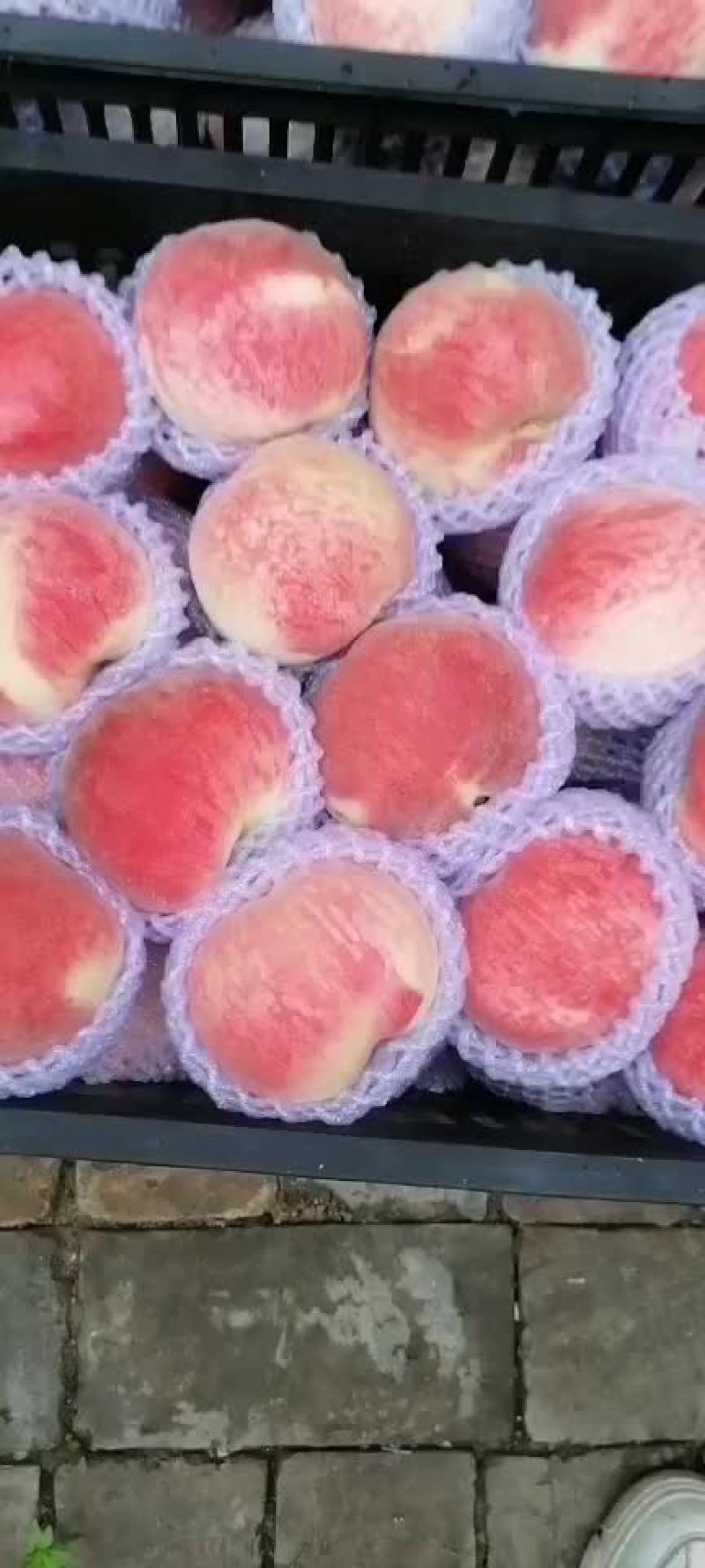 水蜜桃秦安蜜桃大量上市
