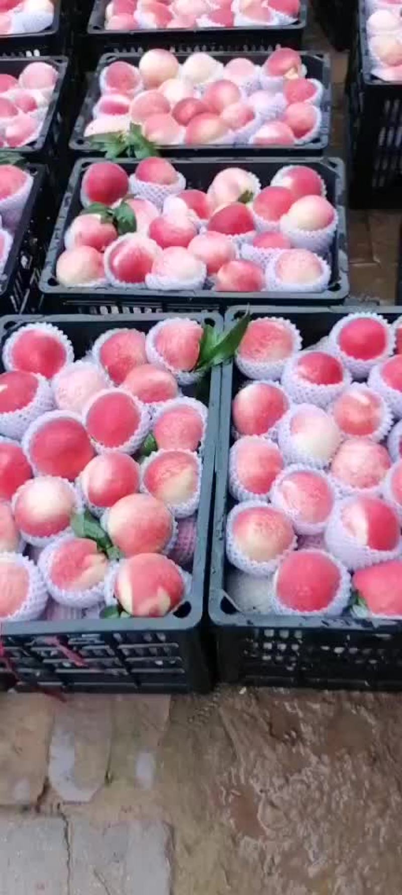 水蜜桃秦安蜜桃大量上市