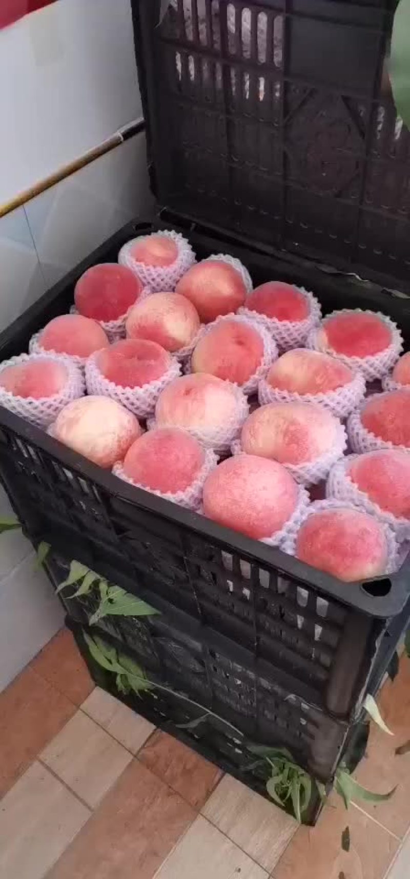 水蜜桃秦安蜜桃大量上市
