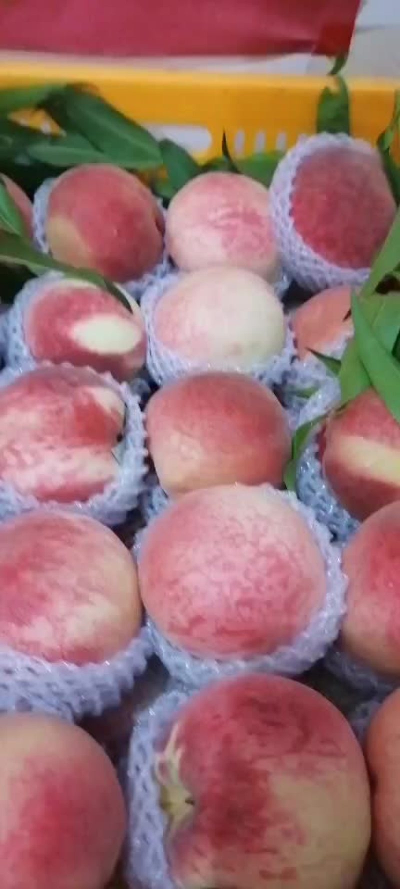 水蜜桃秦安蜜桃大量上市