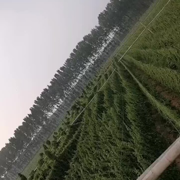 山药