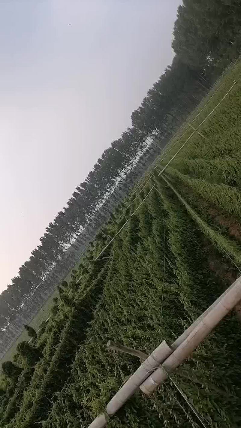 山药