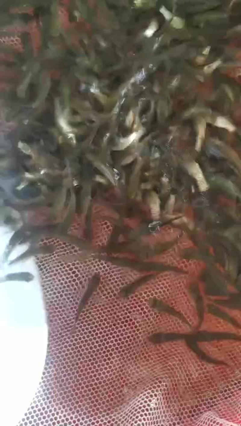 草鱼苗淡水养殖鲩鱼苗皖鱼苗