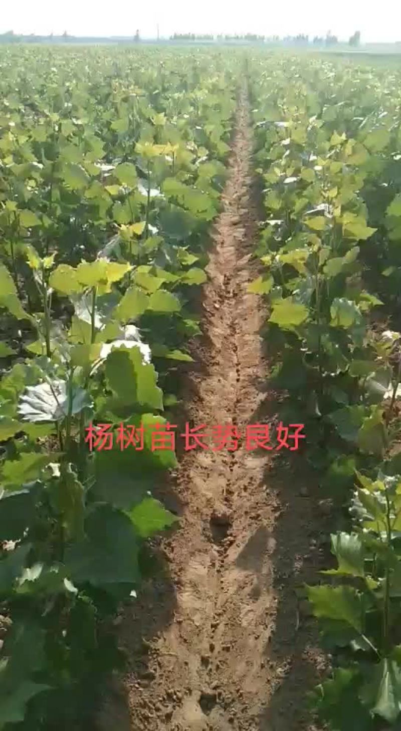 山东临清杨树苗107基地大量出售各种规格杨树苗