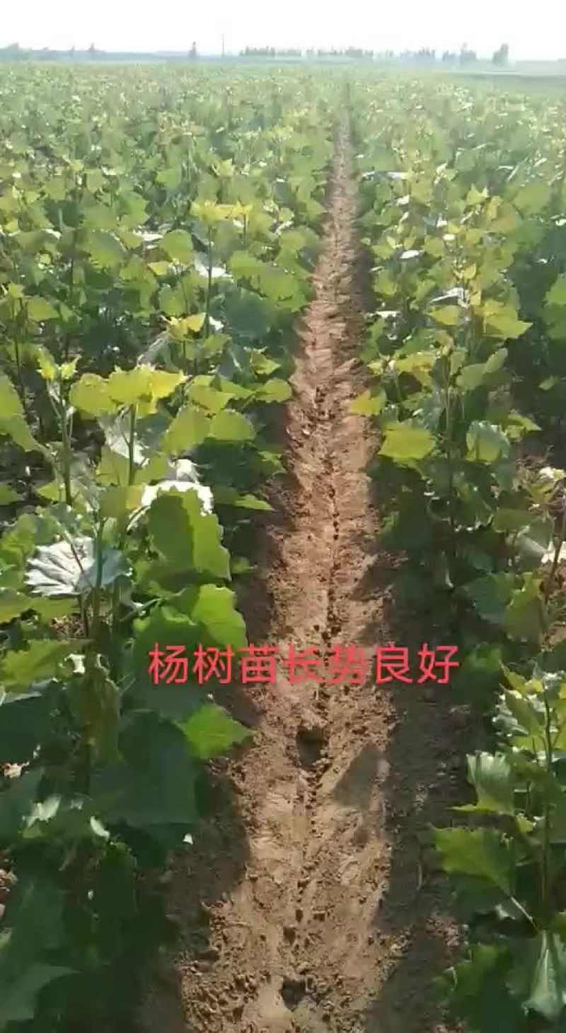 山东临清杨树苗107基地大量出售各种规格杨树苗