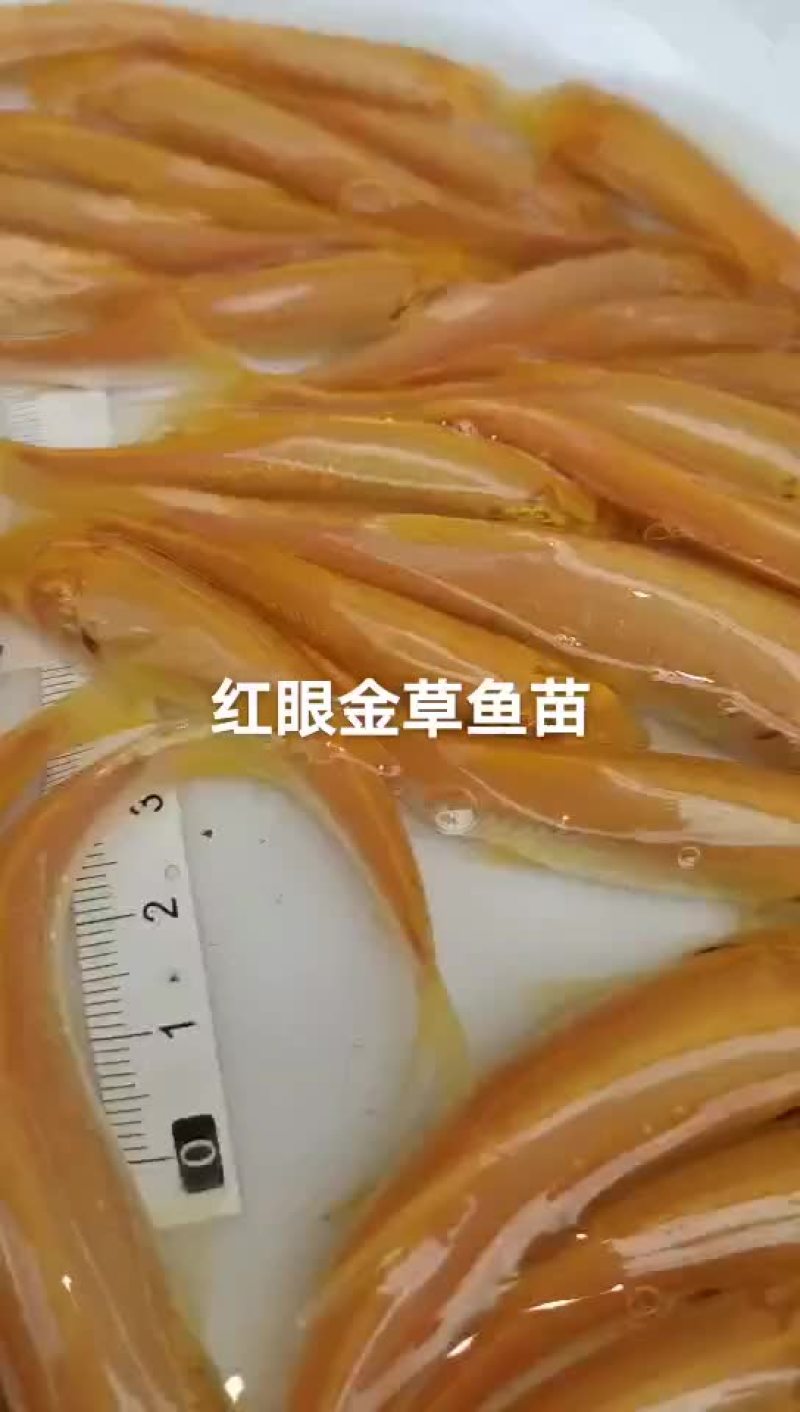 草鱼苗淡水养殖鲩鱼苗皖鱼苗