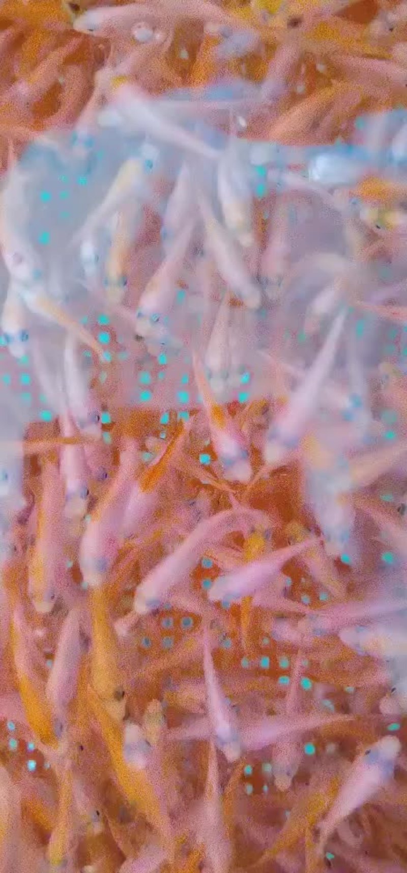 草鱼苗淡水养殖鲩鱼苗皖鱼苗