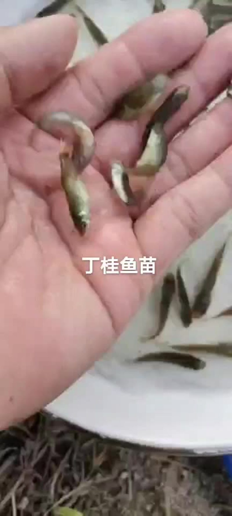 草鱼苗淡水养殖鲩鱼苗皖鱼苗