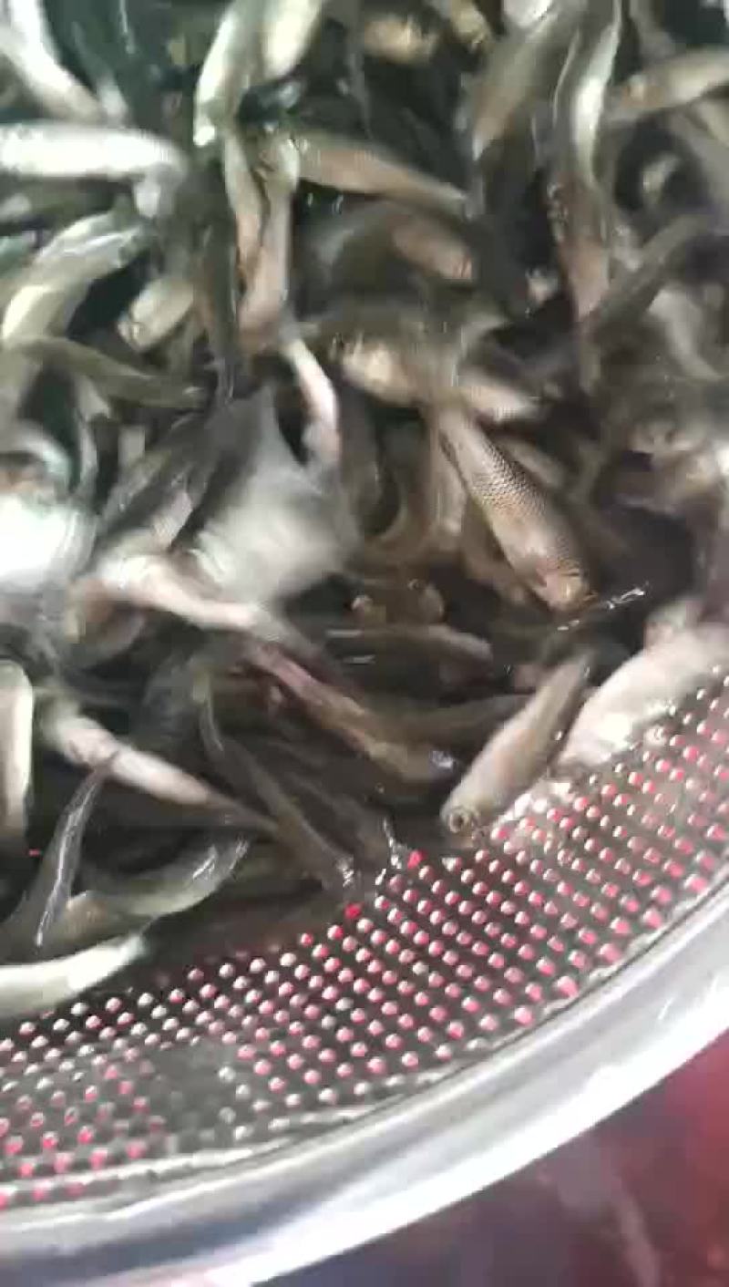 草鱼苗淡水养殖鲩鱼苗皖鱼苗