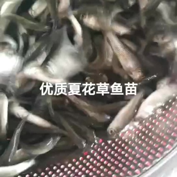 草鱼苗淡水养殖鲩鱼苗皖鱼苗