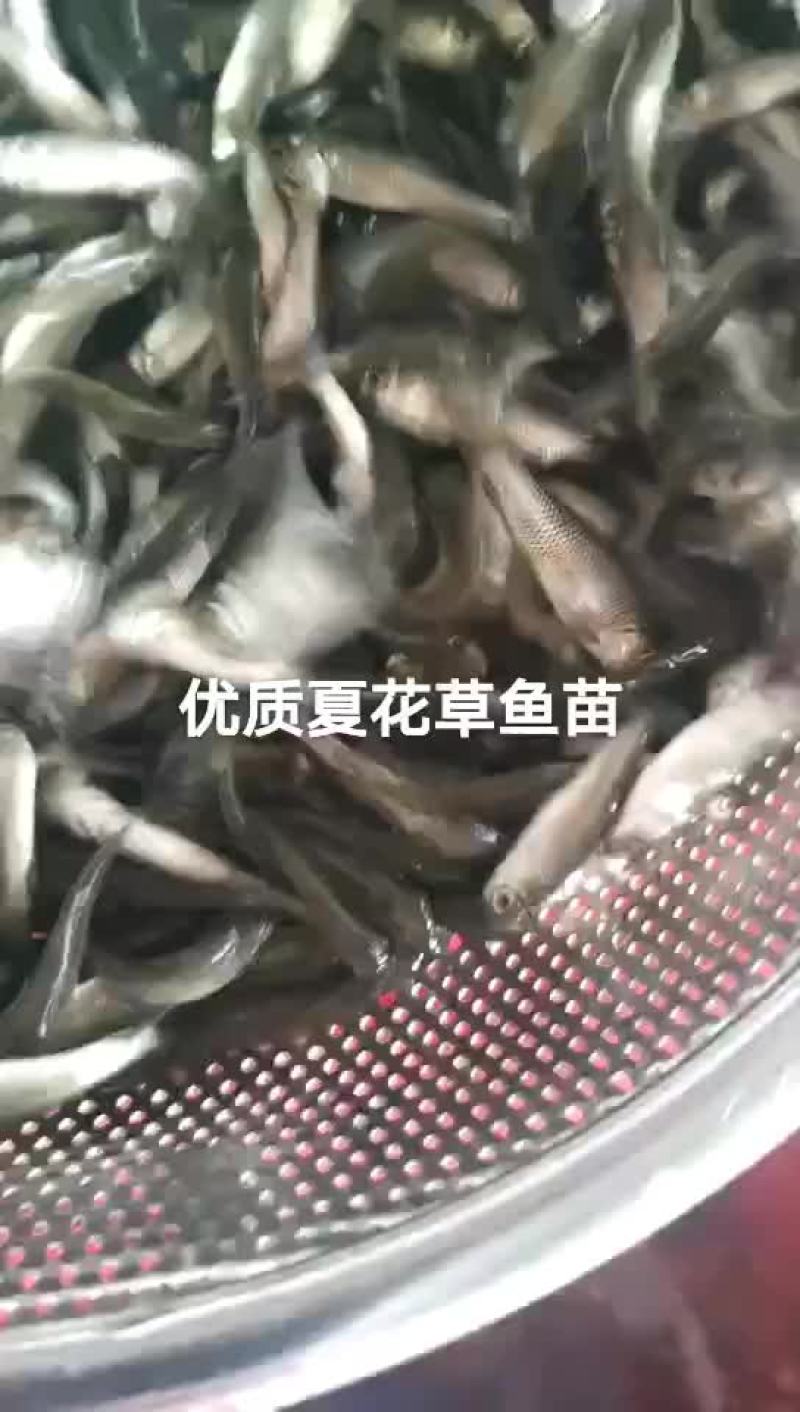 草鱼苗淡水养殖鲩鱼苗皖鱼苗