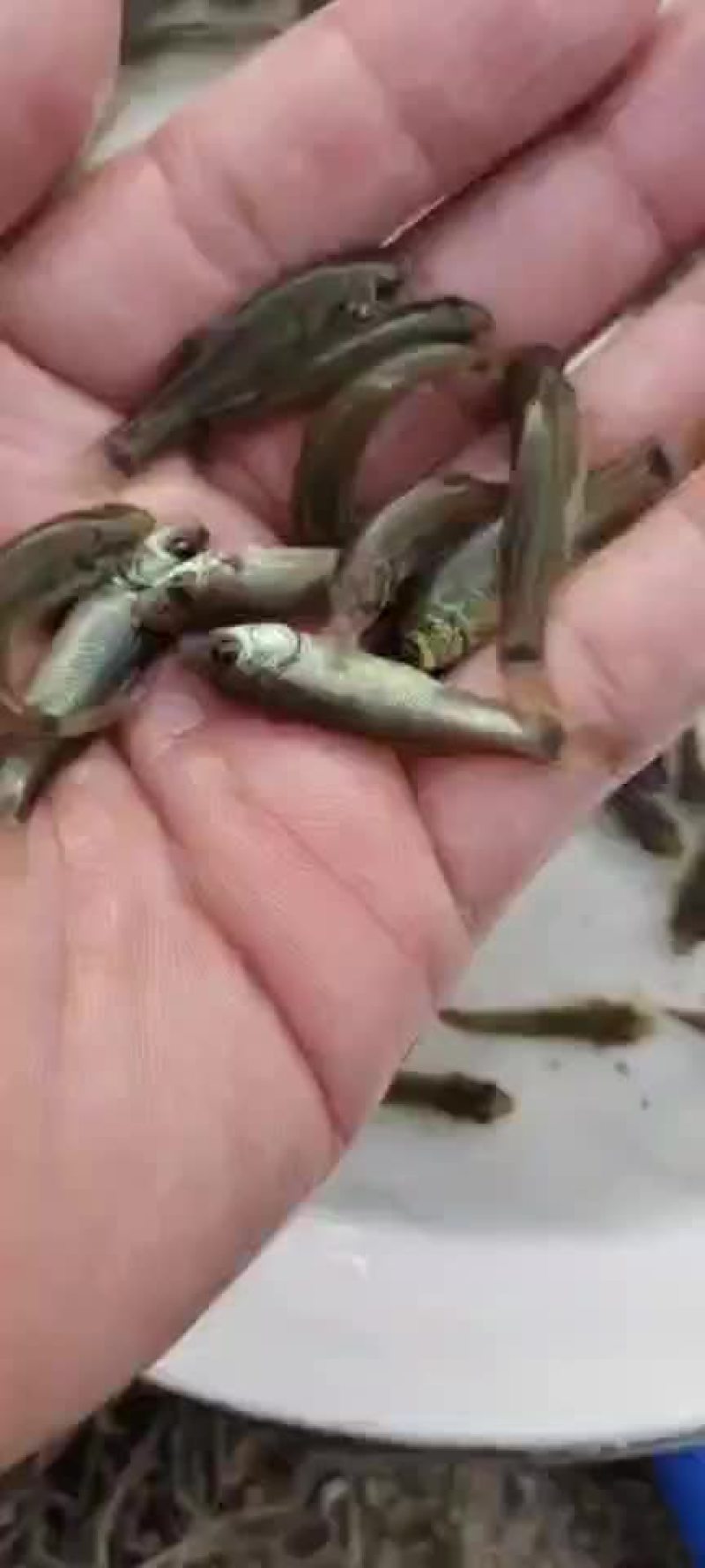 草鱼苗淡水养殖鲩鱼苗皖鱼苗
