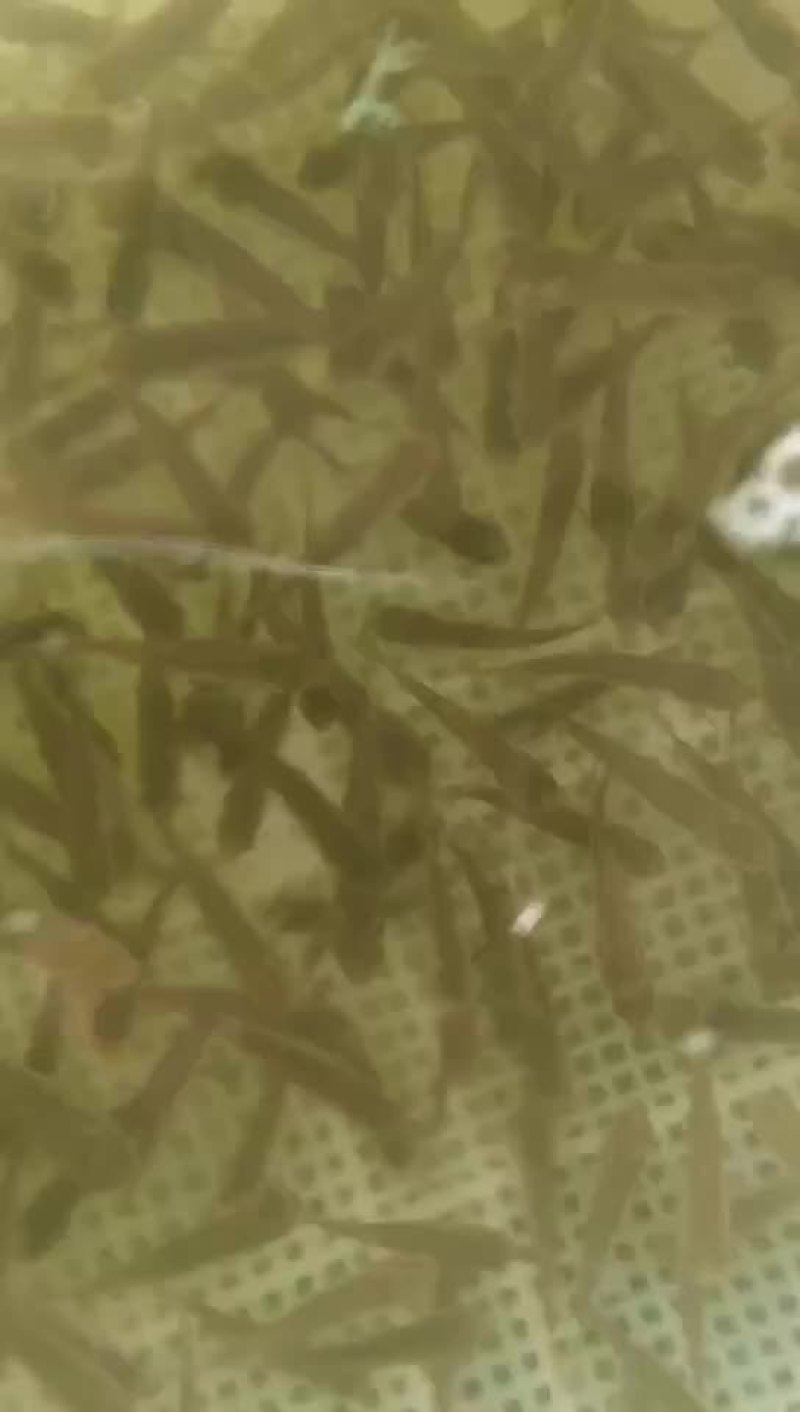 草鱼苗淡水养殖鲩鱼苗皖鱼苗