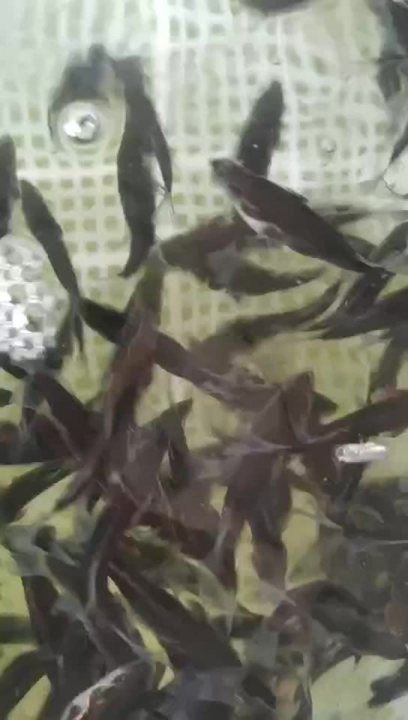 草鱼苗淡水养殖鲩鱼苗皖鱼苗