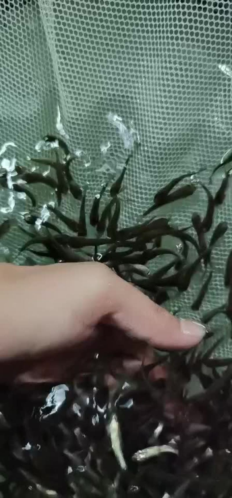 草鱼苗淡水养殖鲩鱼苗皖鱼苗