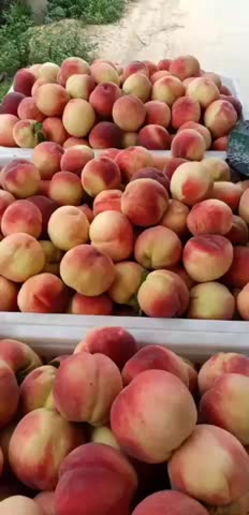 毛桃
