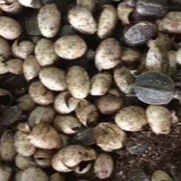 中华台湾草龟苗2020年头苗还未开食好养手把手教