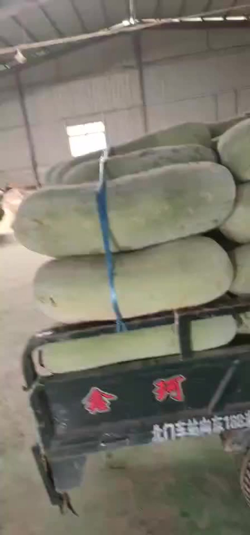 冬瓜，长白条冬瓜，