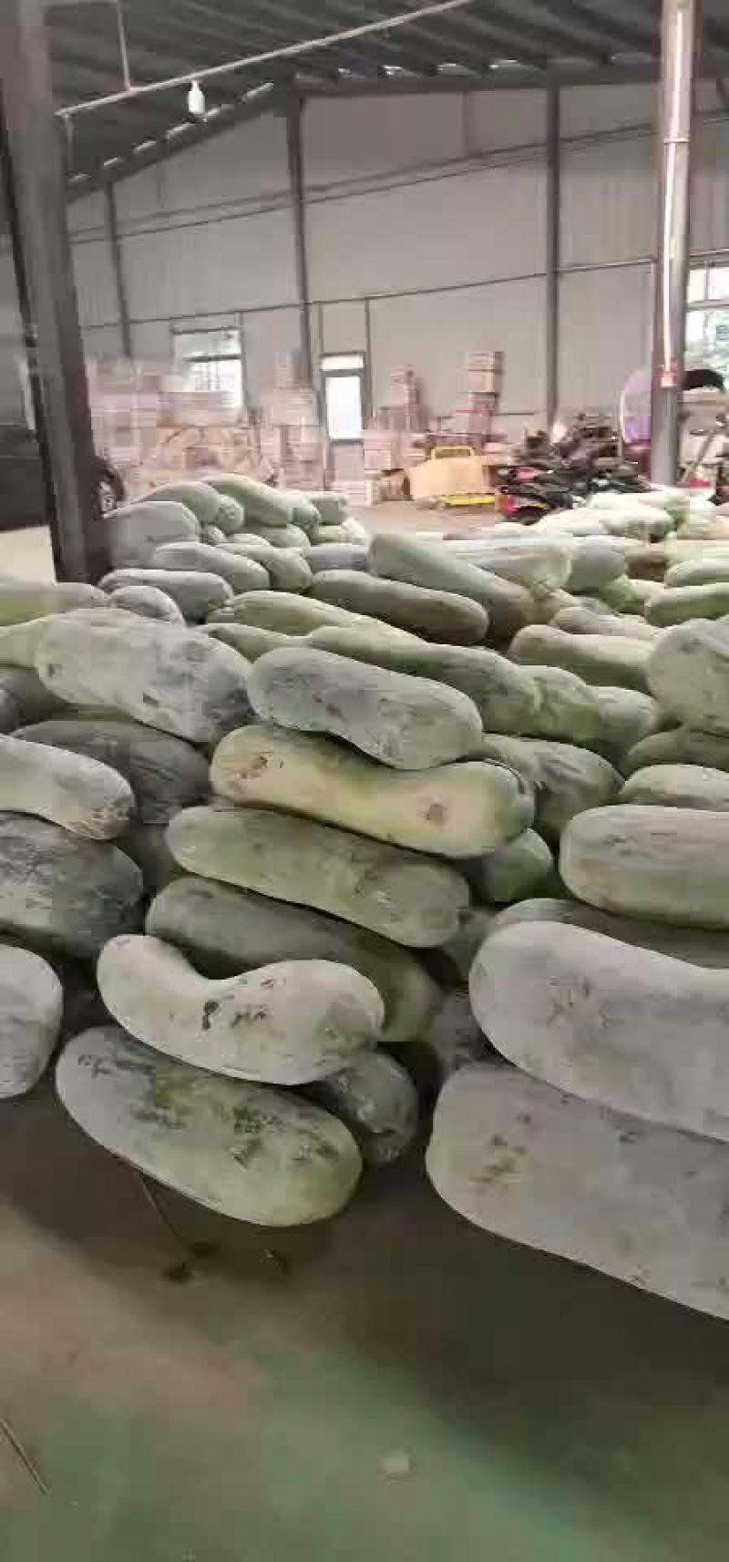 冬瓜，长白条冬瓜，
