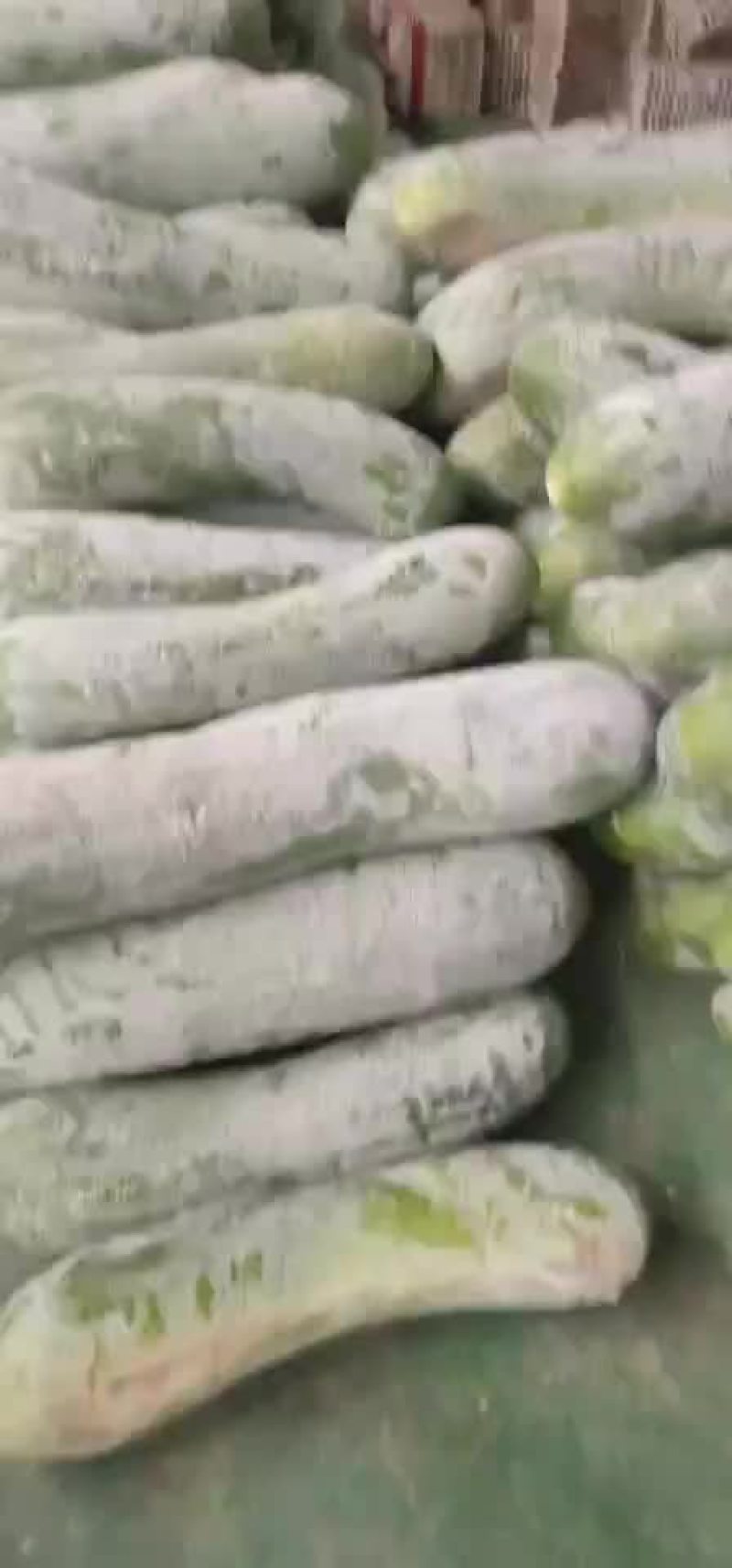 冬瓜，长白条冬瓜，