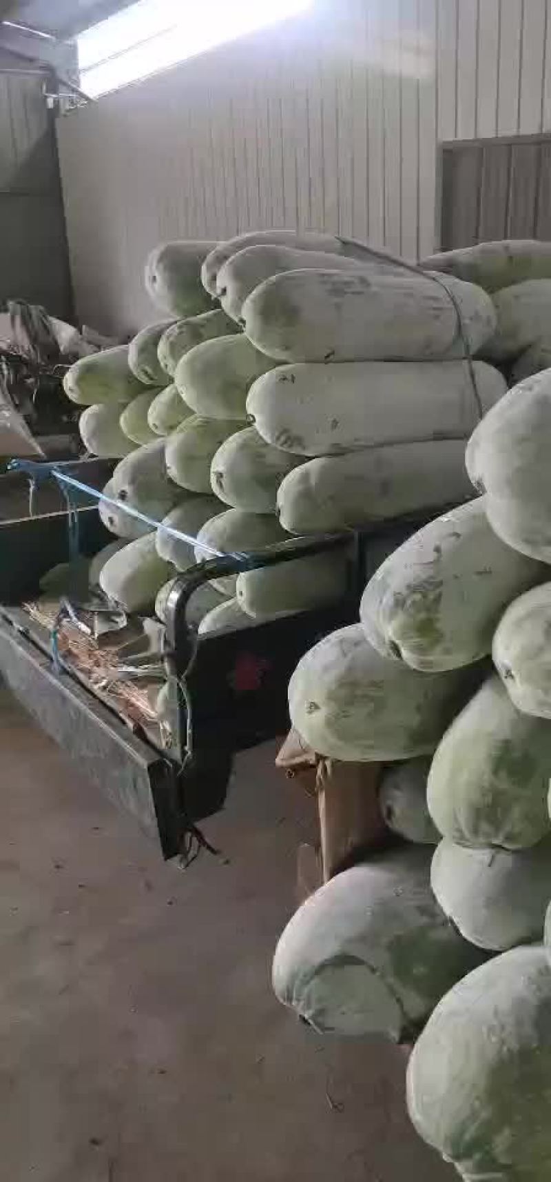 冬瓜，长白条冬瓜，