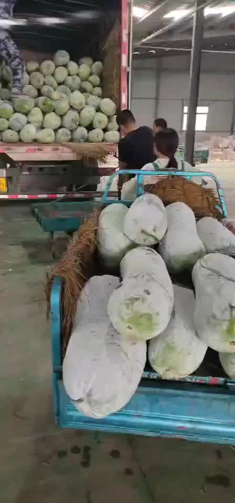 冬瓜，长白条冬瓜，