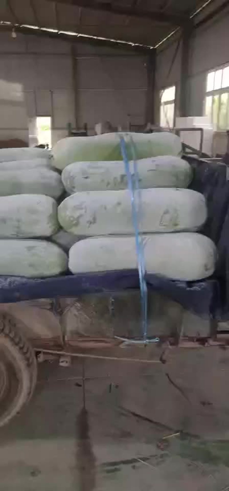 冬瓜，长白条冬瓜，