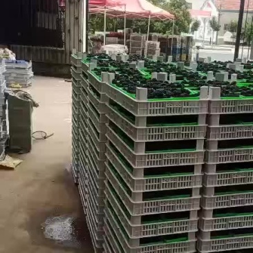 黑莓精品！专供市场！本产品六月底上市！大家不要提前购买