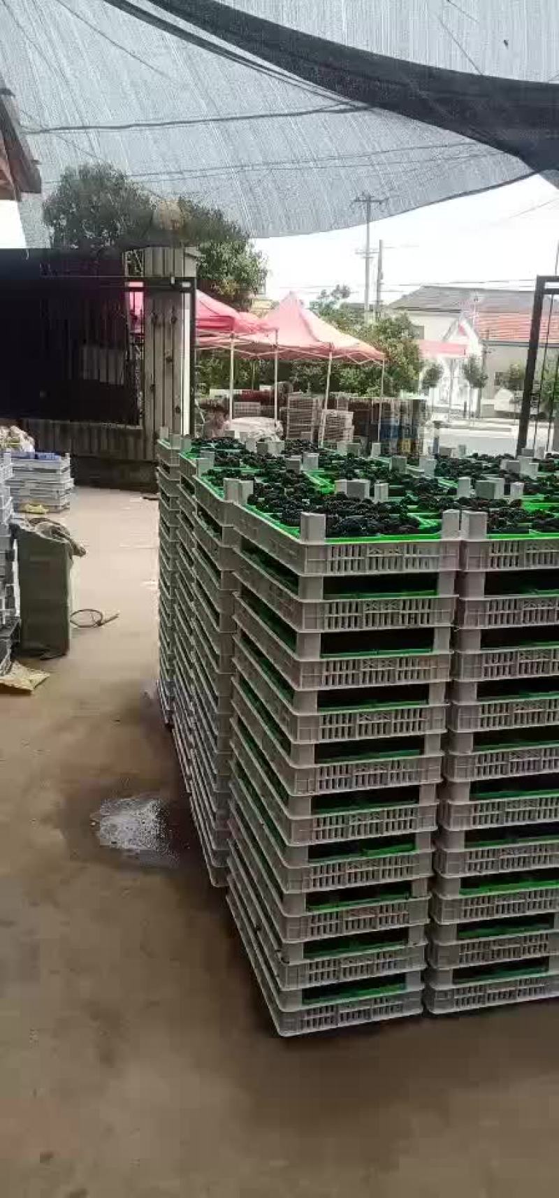 黑莓精品！专供市场！本产品六月底上市！大家不要提前购买